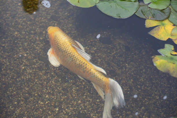 Gold fish in the pond. The fish swims underwater. Decorative fish pond with golden scales.