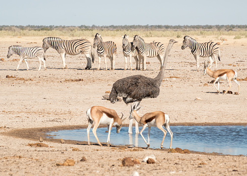 Ostrich at Ozonjuitji M'Bari Waterhole in Etosha National Park, Namibia, along with springbok and zebra.