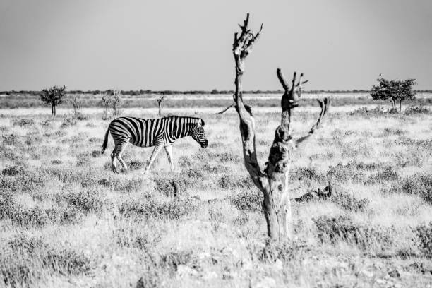 istock Zebra at Etosha National Park in Kunene Region, Namibia 1410605599