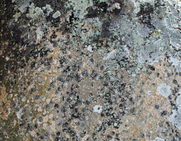 istock Concrete wall with mold spores background texture 1410605631