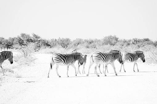 Close-up of two Zebras, Tanzania. Black and white.
