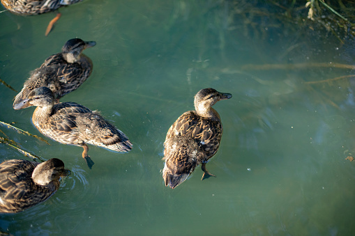 Ducks in the river. Ducks swim on the water. Wild birds in nature.