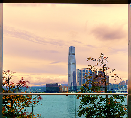 See the birds on the top of the tree and the West Kowloon Cultural District through the window.