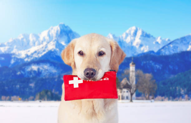 labrador dourado segurando um kit de primeiros socorros - dog first aid first aid kit winter - fotografias e filmes do acervo