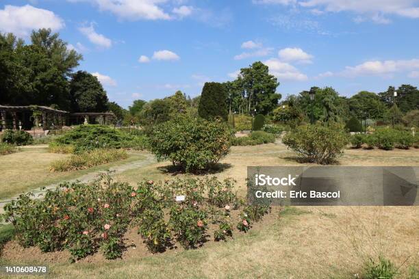 Lyon Rose Garden Of The Parc De La Tête Dor Stock Photo - Download Image Now - Auvergne-Rhône-Alpes, Color Image, Europe