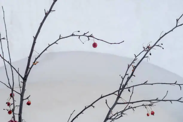 Red berries cought by frost on bare branch in winter season. Decorative apple tree