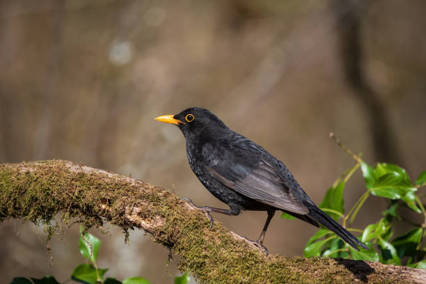 istock Lovely Spring image of Blackbird Parus Major bird in forest landscape setting 1410608636
