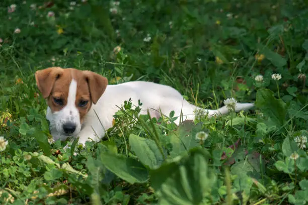 Jack Russell Terrier puppy playing on meadow and looking at something in grass. 4 months old little dog in summer season. Selective focus