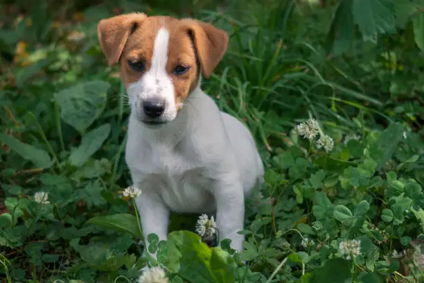 Jack Russell Terrier puppy on summer meadow. Looking down at flower. 4 months old white little dog. Selective focus