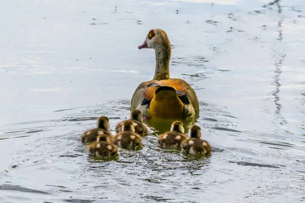 Waterbird family, egyptian goose female with little goslings on lake