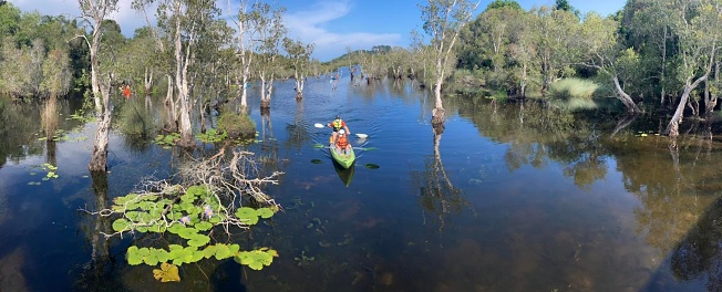 Person boating in the swamp, kayaking, mangrove trees, clear swamp, nature travel background