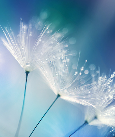 front view of dandelion with seeds in the wind in spring nature.