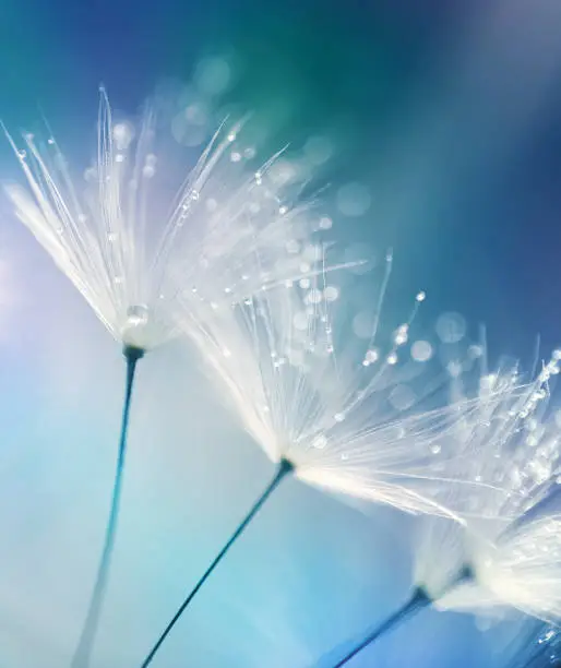 Photo of Fine creative macro image of dandelion seeds with dew drops on blue background.