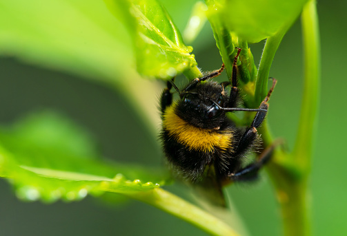 Close-up shot of the bumblebee hiding in the flowers stems