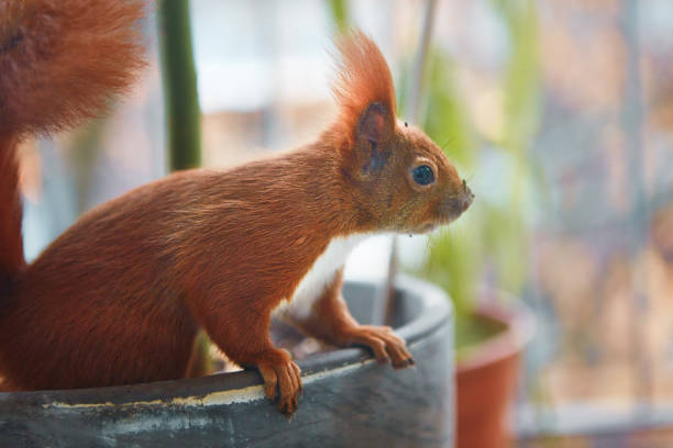 curious little red squirrel sitting on blurred brown dry foliage background