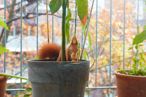 Small rodent trying to crack walnut shell. Red squirrel robbing on balcony in town. Animal sitting in flower pot with tall plant.