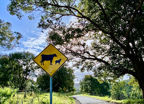 Horizontal landscape of rural single lane road with cattle crossing sign in Newrybar country Australia