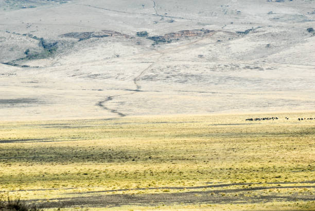 istock Safari in Tanzania 1410614483