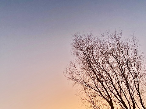Horizontal landscape of looking up to bare winter tree top branches against a soft pastel sunset sky in country Australia