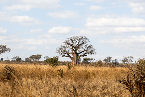 Wildelife observation on safari in Tanzania - Baobab tree