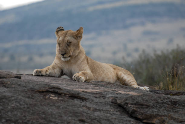 istock Safari in Tanzania 1410614718