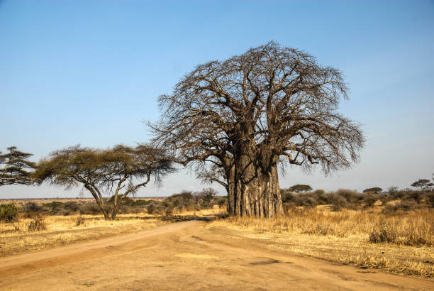 istock Safari in Tanzania 1410614720