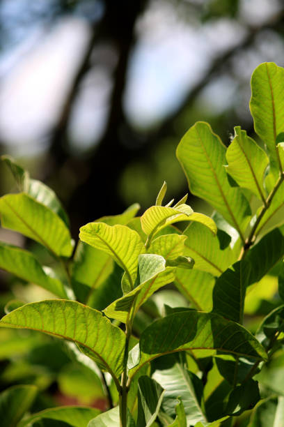 Close-up view of Common Guava leaves.