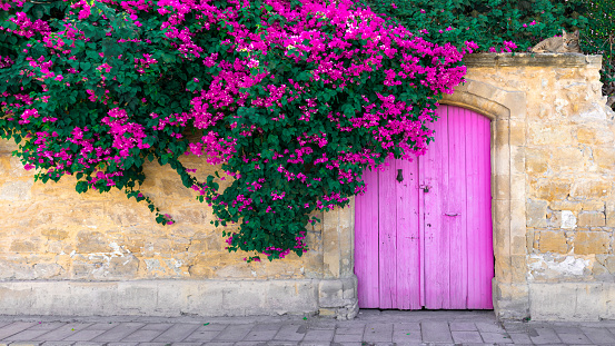 Pink bougainvillea flowers, old wooden door and cute lying cat on stone wall in Cyprus.