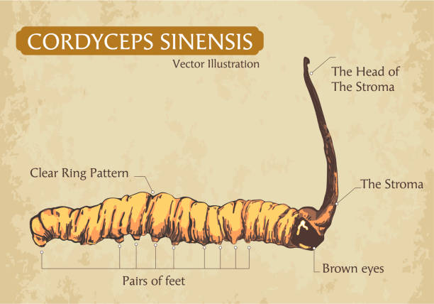 ilustrações de stock, clip art, desenhos animados e ícones de cordyceps sinensis vector drawing hand drawn, chong cao, dong chong xia cao or mushroom cordyceps . vector illustration. - caterpillar isolated white background insect