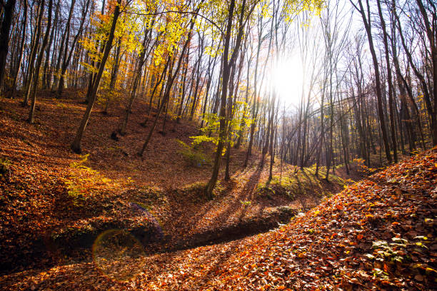 Gorgeous inviting view of yellow golden color autumn forest on sunny warm day in Lipovica, Serbia