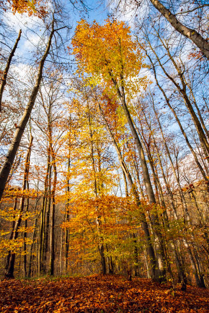 istock Golden hour in the autumn forest 1410616838