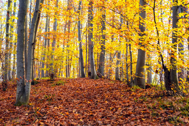 Gorgeous inviting view of yellow golden color autumn forest on sunny warm day in Lipovica, Serbia