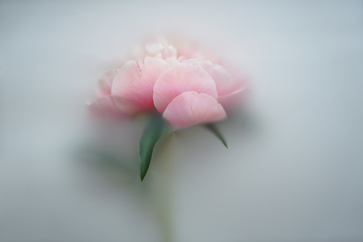 One large pink peony with a stem lies on a white background in a blur filter with space for text