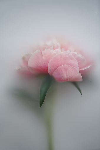 Abstract original composition. One large pink peony with a stem lies on a white background in a blur filter with space for text