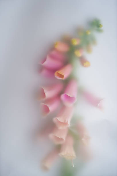Original creative composition with pink foxglove on white background in blur filter