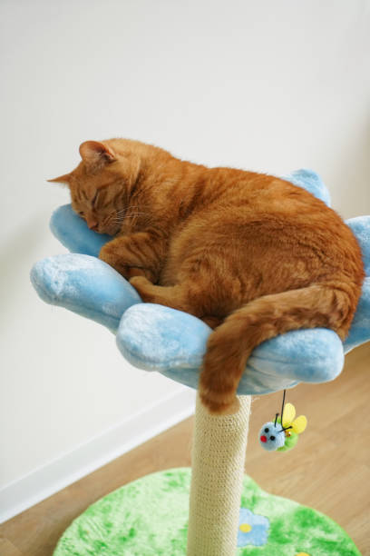 istock Domestic fat handsome cat is resting 1410617723