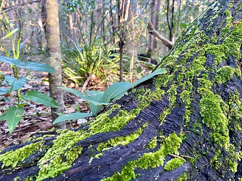 Horizontal landscape of Forest floor burnt tree stump with bright green moss covered in foreground with tree lined background in country bush Australia