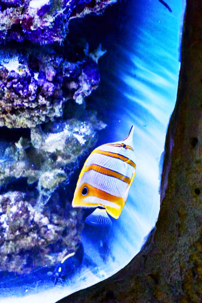 chelmon rostratus es un pez marino del género chelmon de la familia chaetodontidae en aguas azules. - copperband butterflyfish fotografías e imágenes de stock