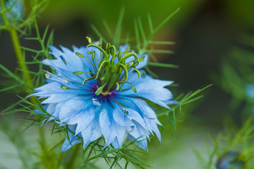 Exotic blue flower. Black cumin flower