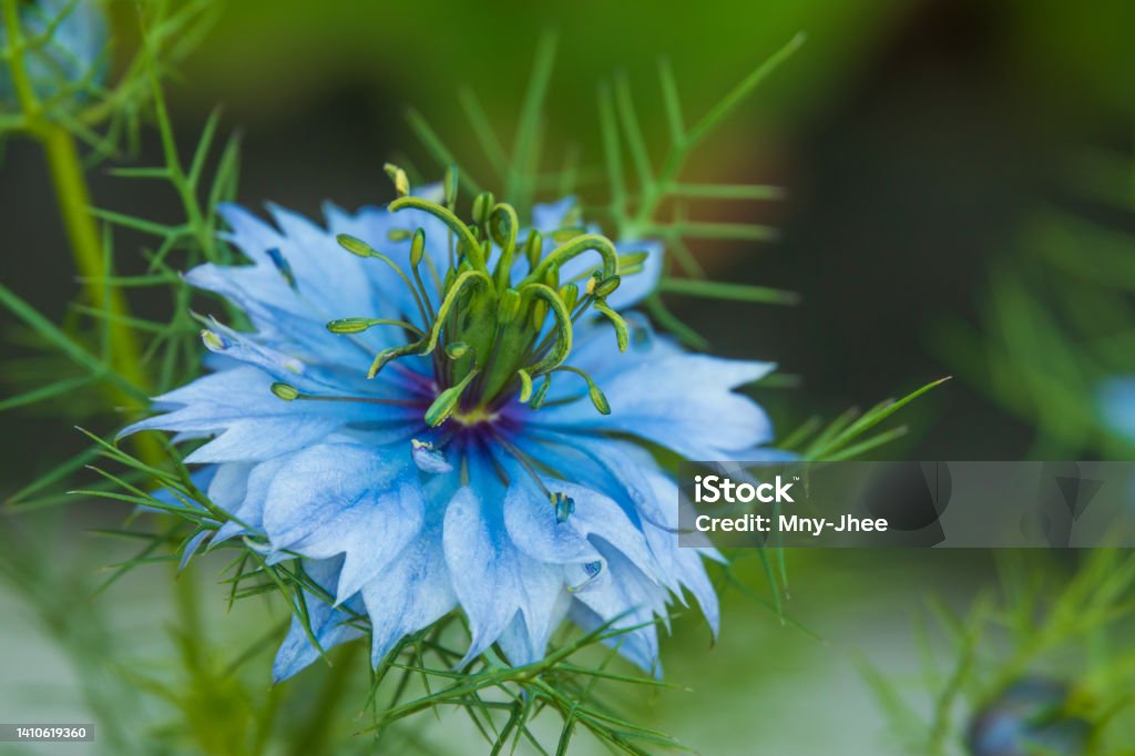 Black cumin flower Exotic blue flower. Black cumin flower Nigella Stock Photo