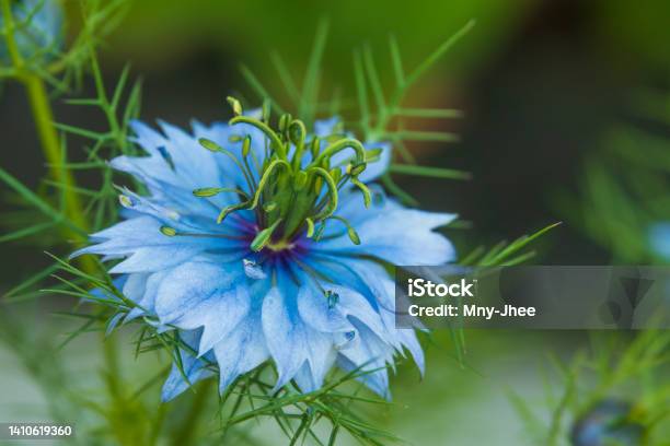 Black Cumin Flower Stock Photo - Download Image Now - Nigella, Seed, Cumin