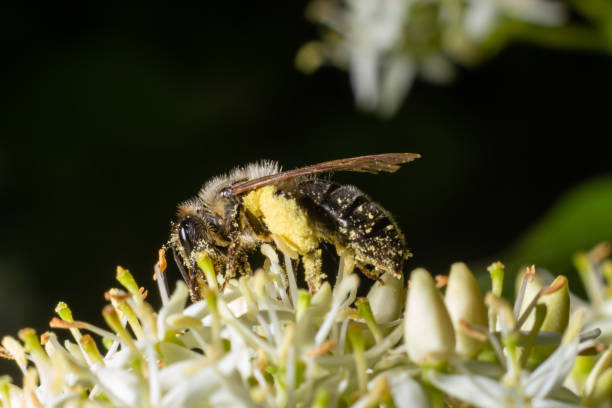 istock Honey bee with a basket for pollen sits on white flowers Cornus alba, red-barked, white or Siberian dogwood 1410619661