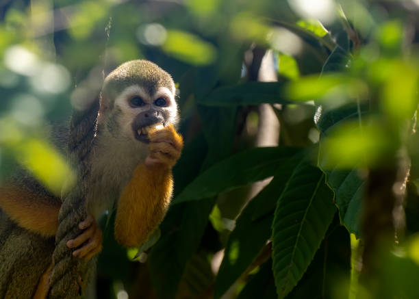 istock Squirrel monkey sitting on the tree trunk with green leaves eating. 1410619738