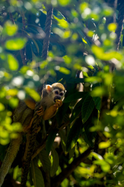 istock Squirrel monkey sitting on the tree trunk with green leaves eating. 1410619752