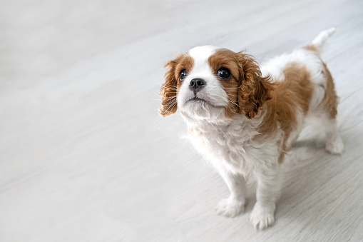 Cavalier King Charles Spaniel Blenheim. Close up portrait of Cute  dog puppy. Concept veterinary clinic or animal feed. in a indoor home setting with space for text.