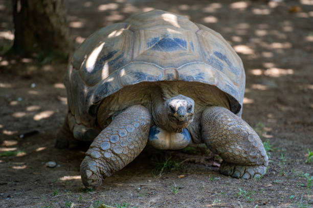 istock African spurred tortoise full body. 1410620141