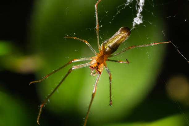 istock Tetragnatha montana on the termuric green leaf on a summers day 1410620199