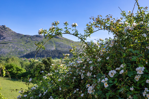 Wild rose in the mountains