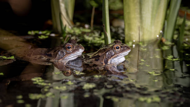 istock Common frogs (Rana temporaria) in a garden pond in the UK 1410621079