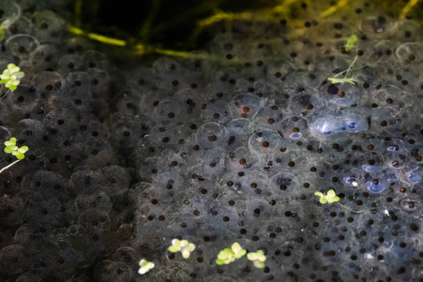 istock Frog eggs, frogspawn of the Common frogs (Rana temporaria) 1410621104